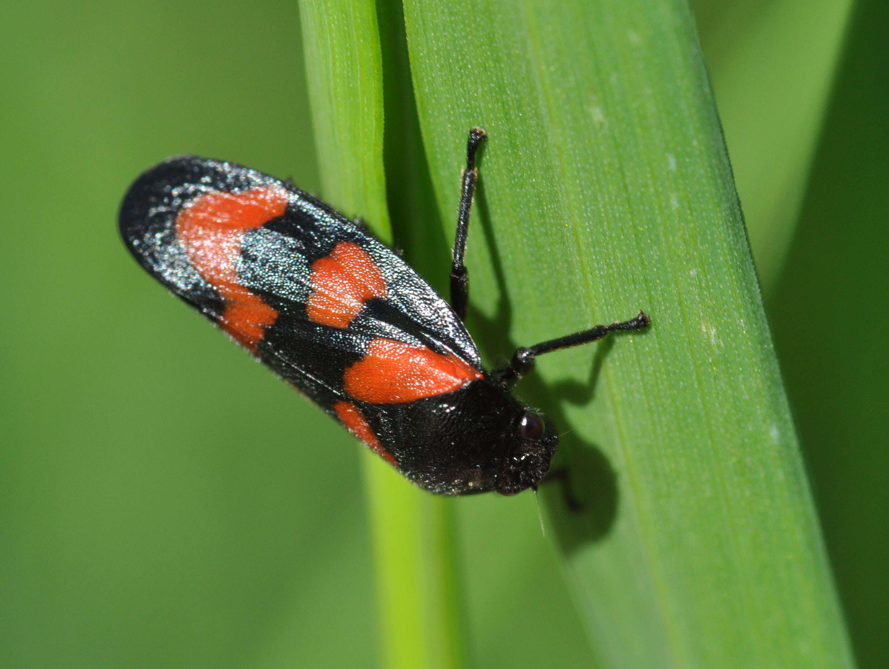 Image of Red-and-black Froghopper