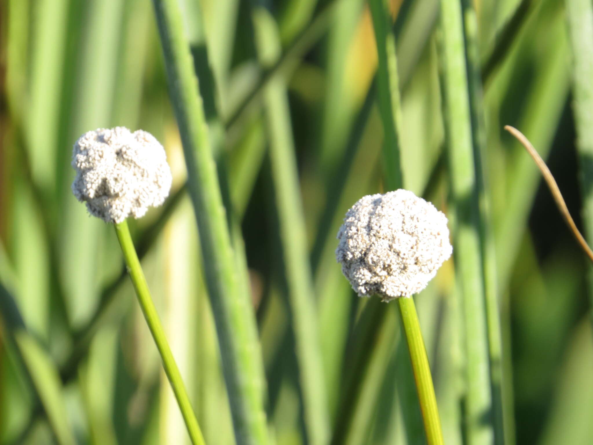 Image de Eriocaulon magnum Abbiatti