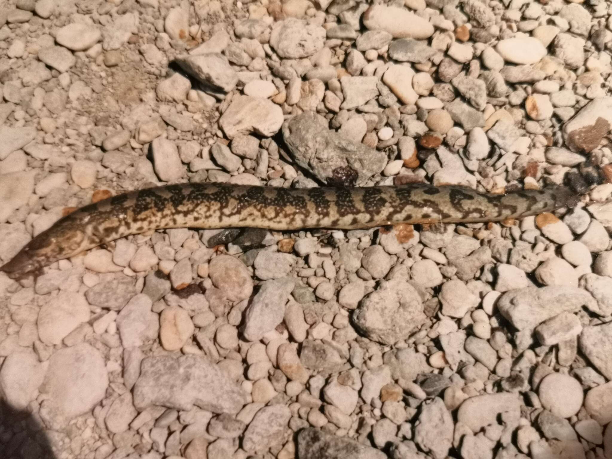 Image of Euphrates spiny eel