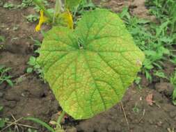 Image of Pseudoperonospora cubensis