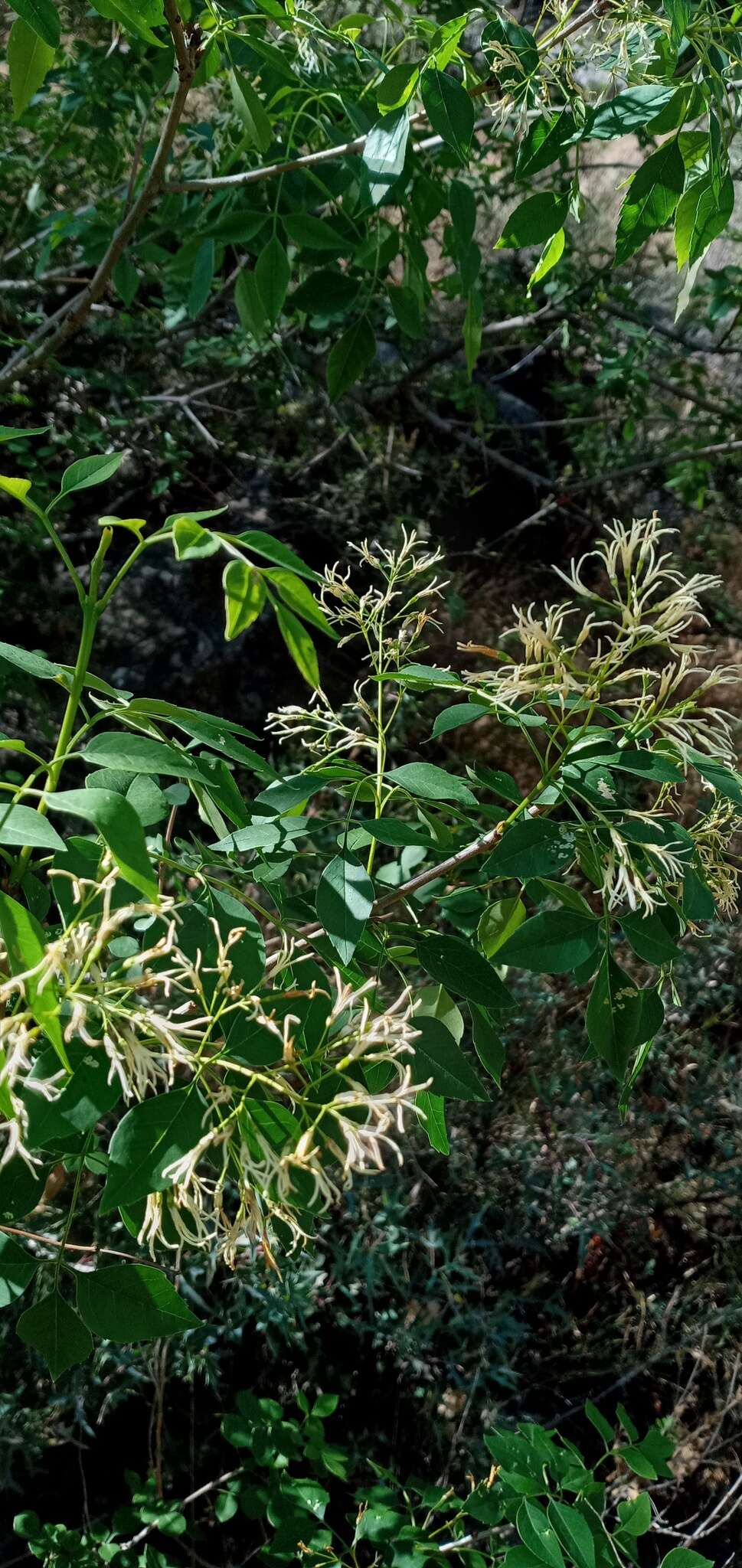 Image of fragrant ash