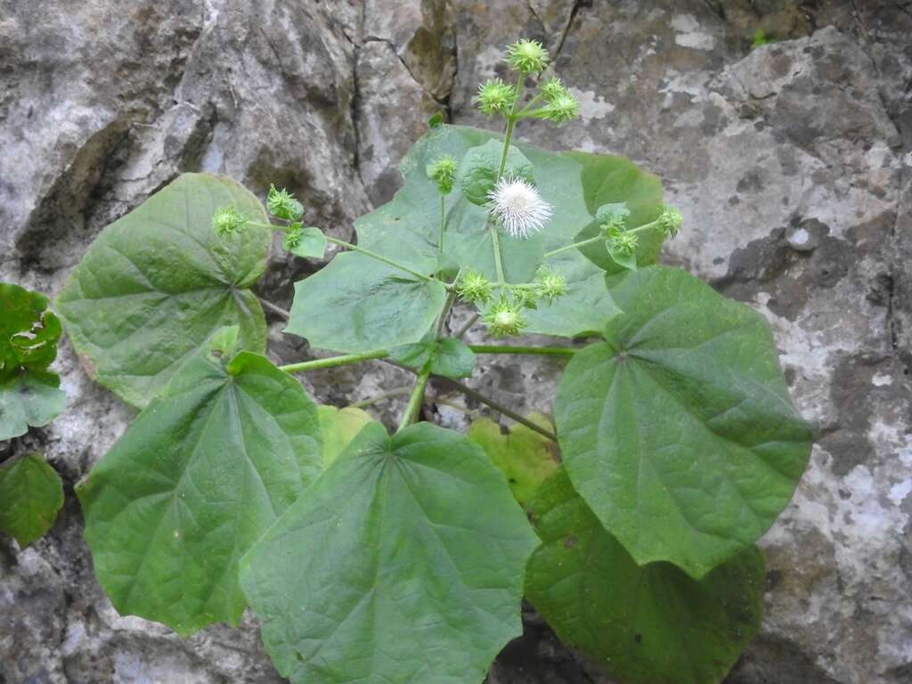 Image of Eupatoriastrum corvi (Mc Vaugh) B. L. Turner