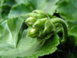 Image of zonal geranium