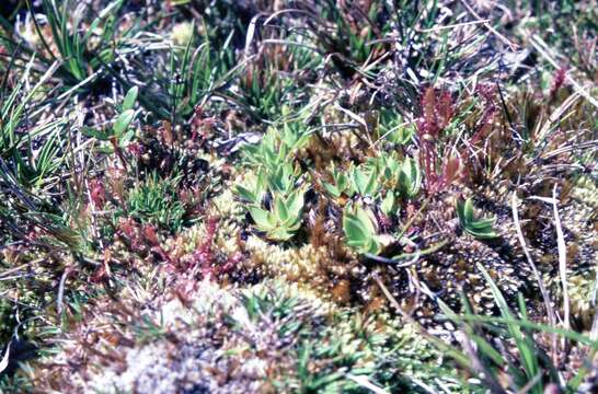 Image of Maui Rosette Grass