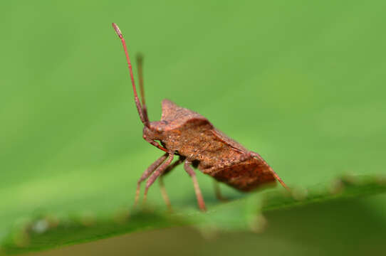 Image of Coreus