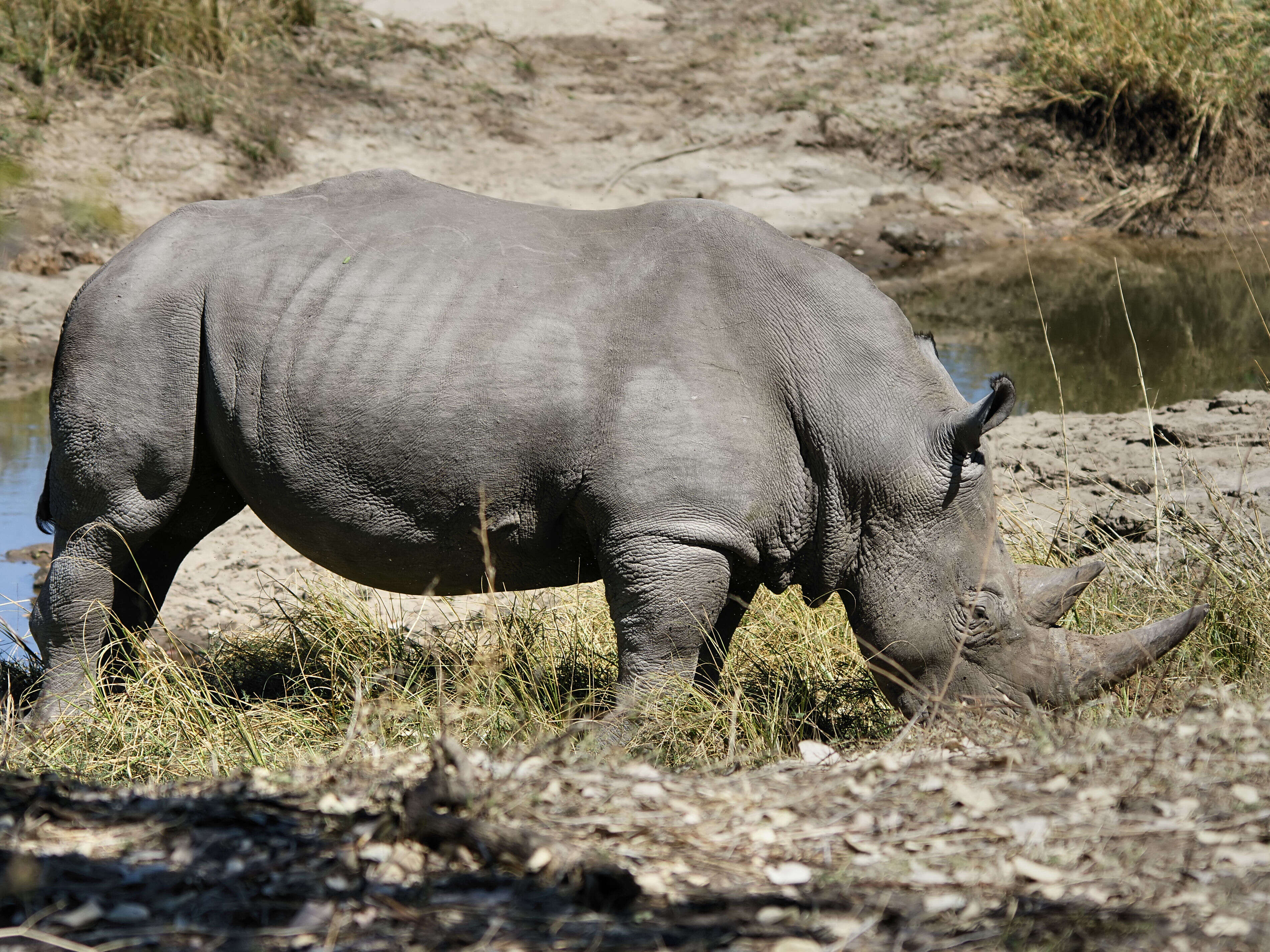 Image of White Rhinoceros