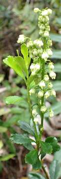 Image of Tetracarpaea tasmanica Hook. fil.