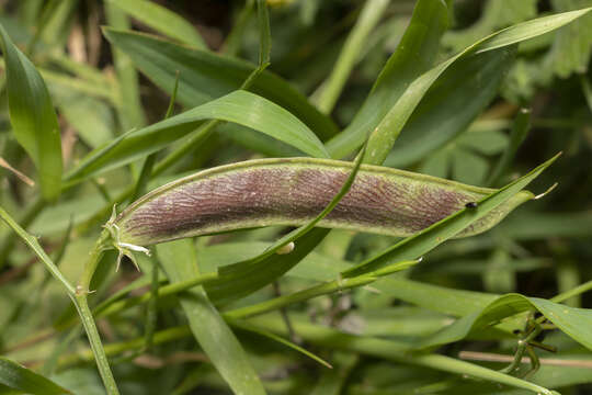 Imagem de Lathyrus annuus L.