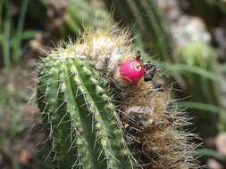 Coleocephalocereus fluminensis (Miq.) Backeb.的圖片