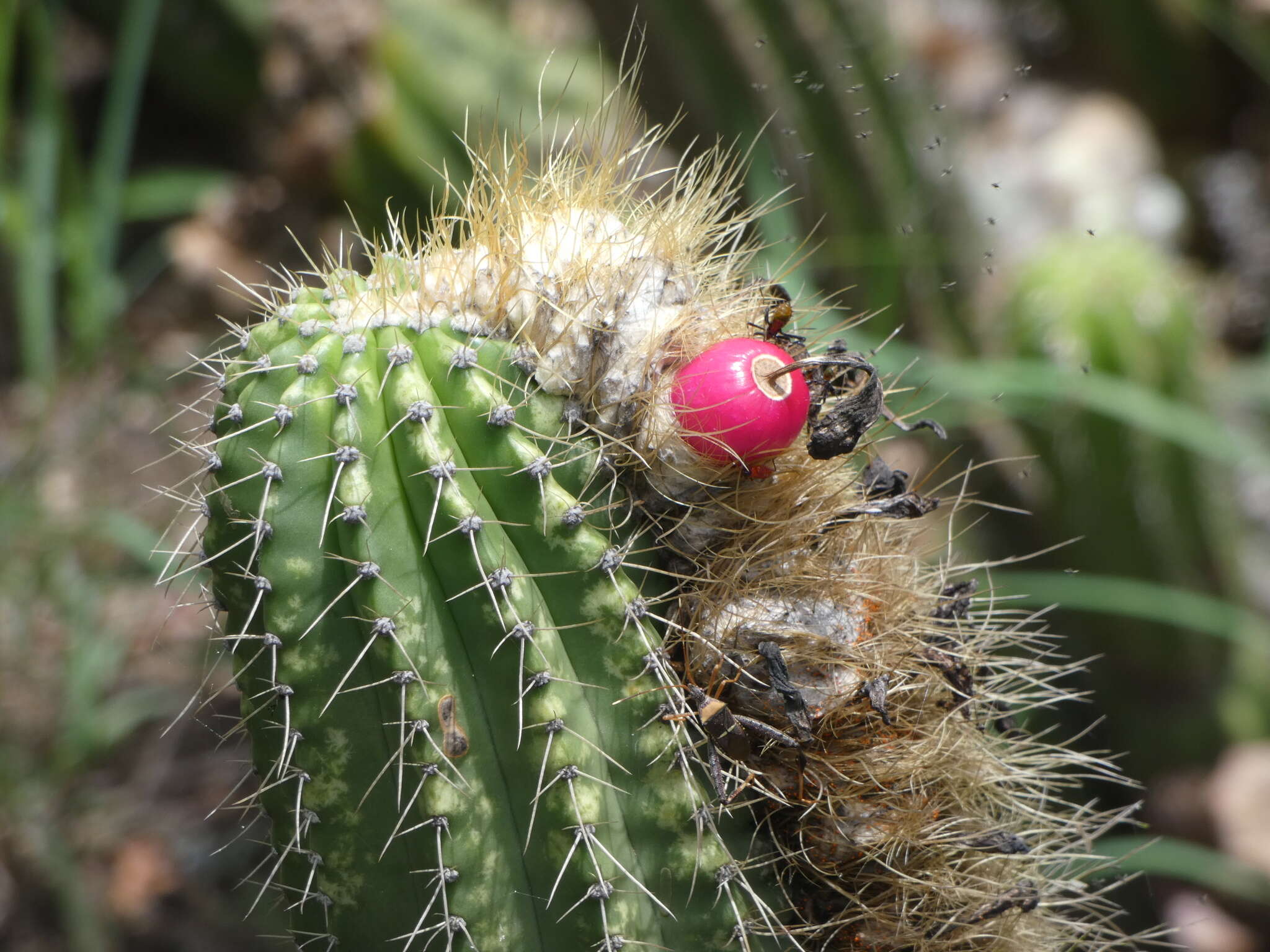 Imagem de Coleocephalocereus fluminensis (Miq.) Backeb.