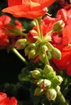 Imagem de Pelargonium hortorum Bailey