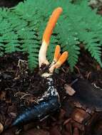 Cordyceps militaris (L.) Fr. 1818 resmi