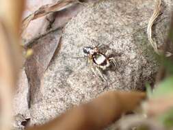 Image of Habronattus pyrrithrix (Chamberlin 1924)