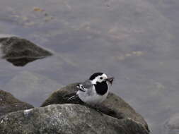 Image of Pied Wagtail and White Wagtail