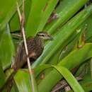 Image of Pale-browed Treehunter