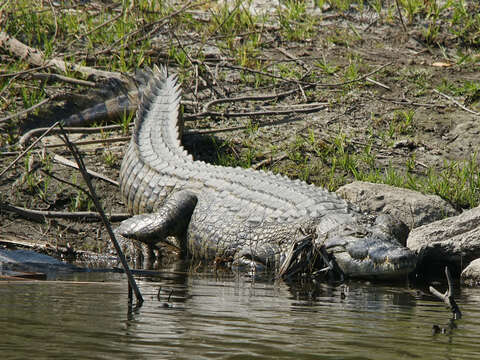 Image of Crocodyloidea