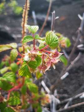 صورة Rubus sachalinensis H. Lév.