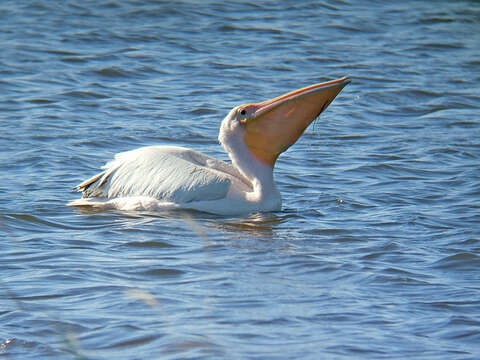 Image of Great White Pelican