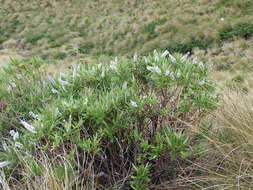 Image of Veronica stricta var. egmontiana (L. B. Moore) Garn.-Jones