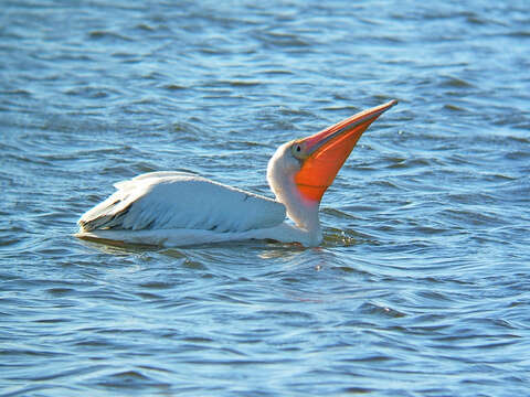 Image of Great White Pelican