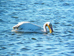 Image of Great White Pelican