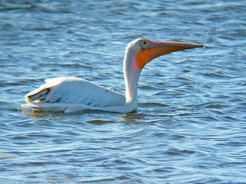 Image of Great White Pelican