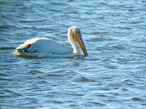 Image of Great White Pelican