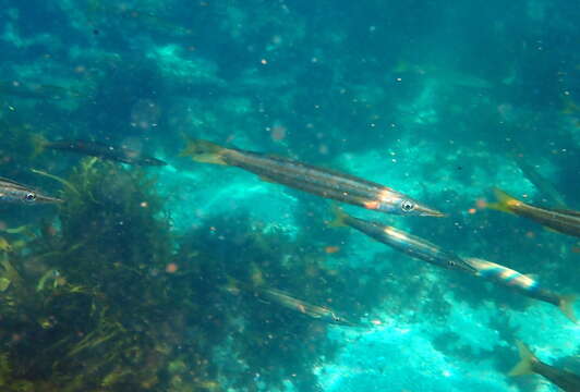 Image of Obtuse barracuda