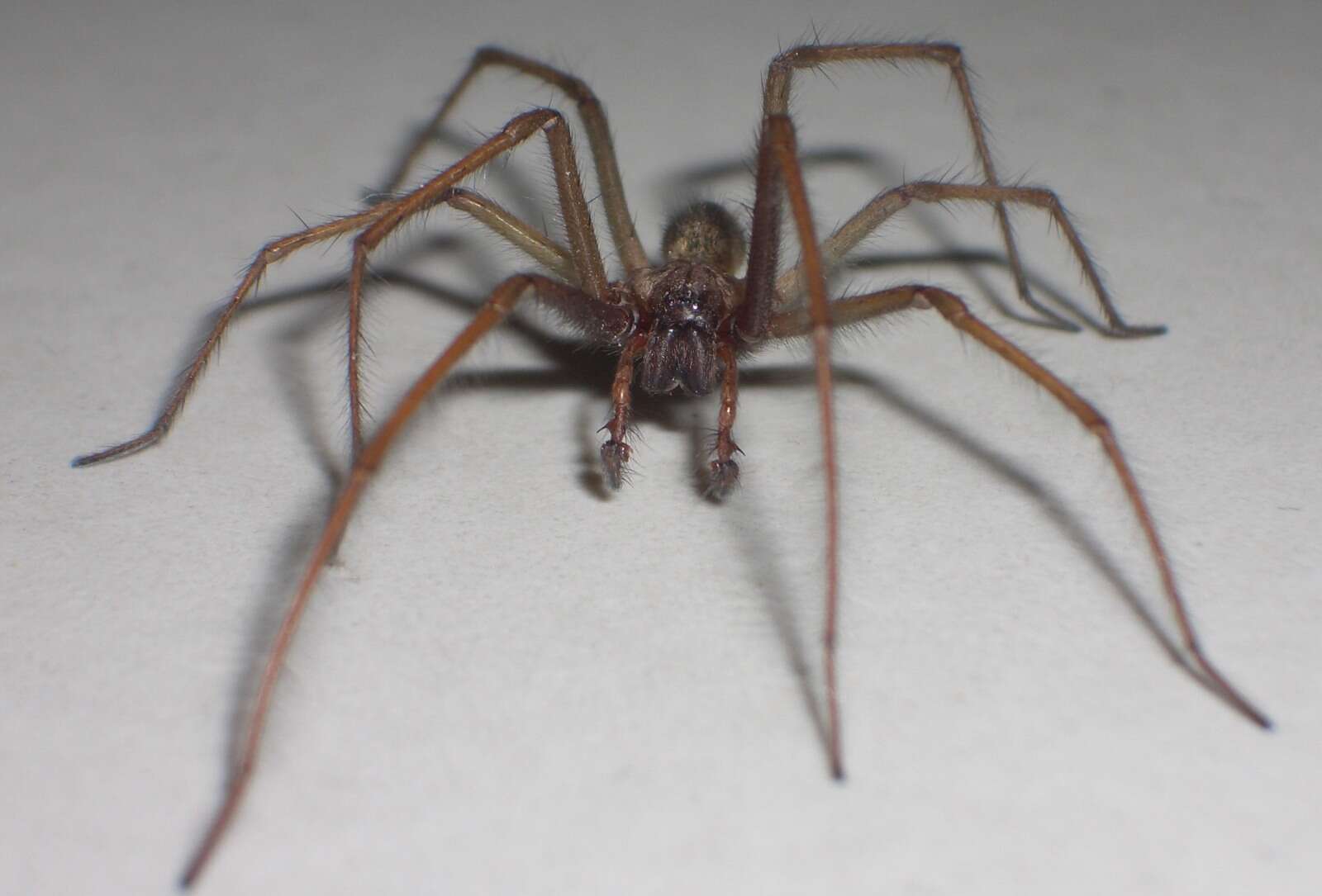 Image of Giant House Spider