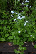 Image de Myosotis latifolia Poir.