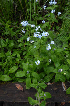 Image de Myosotis latifolia Poir.