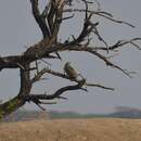 Image of Indian Eagle-Owl