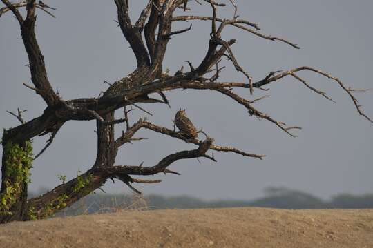 Image of Indian Eagle-Owl