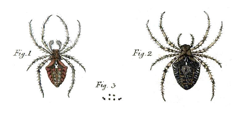 Image of Araneus angulatus Clerck 1757