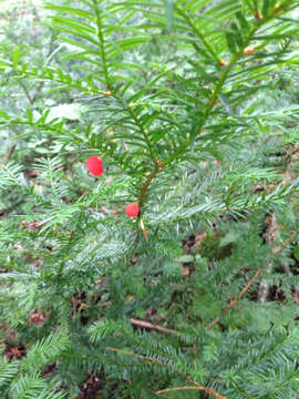 Image of Canada yew