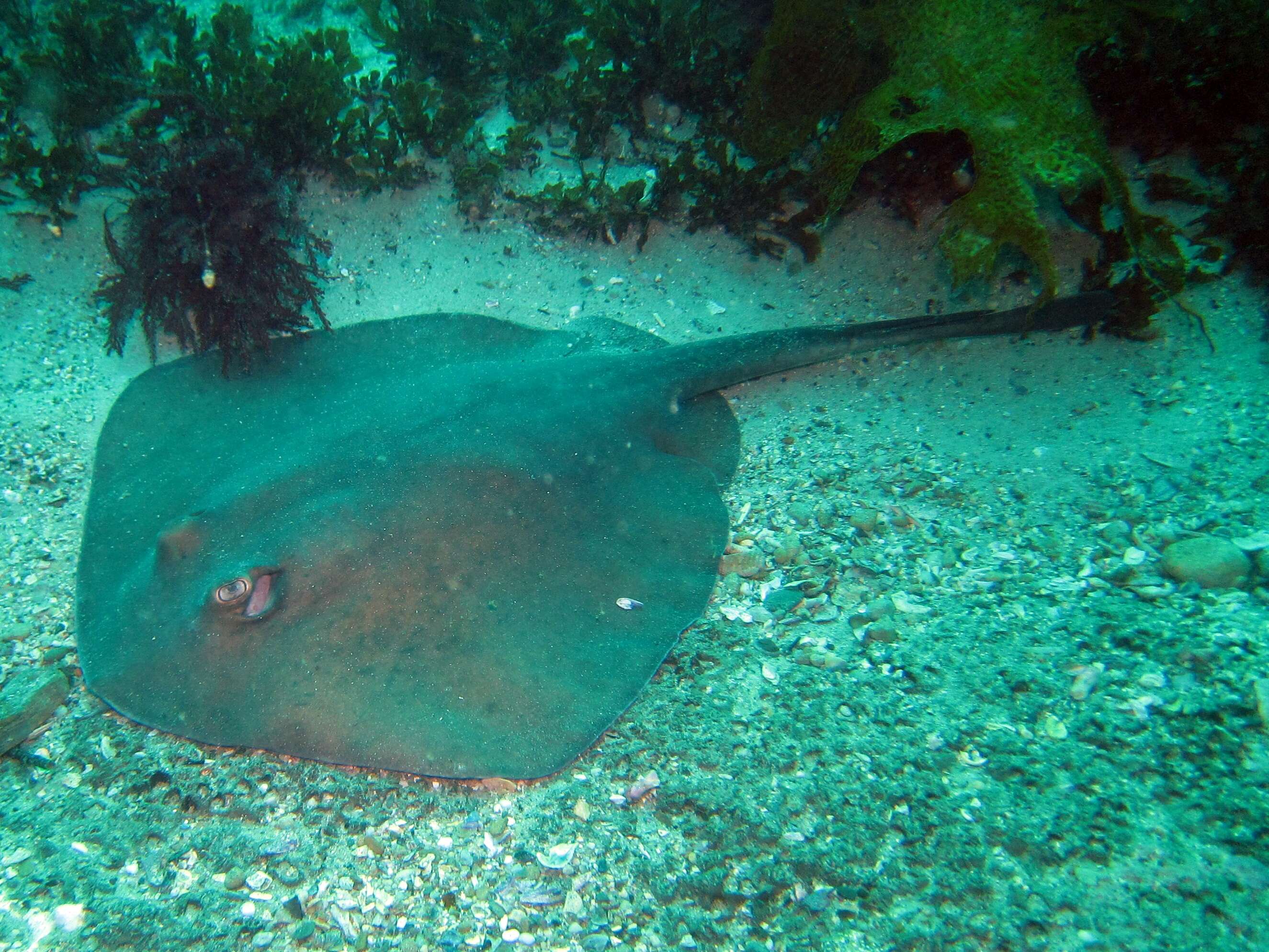 Image of Eastern Shovelnose Stingaree