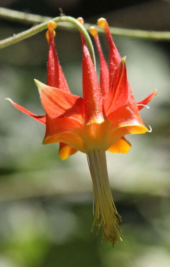 Aquilegia eximia Van Houtte ex Planch.的圖片