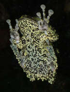 Image of Tonkin Bug-eyed Frog