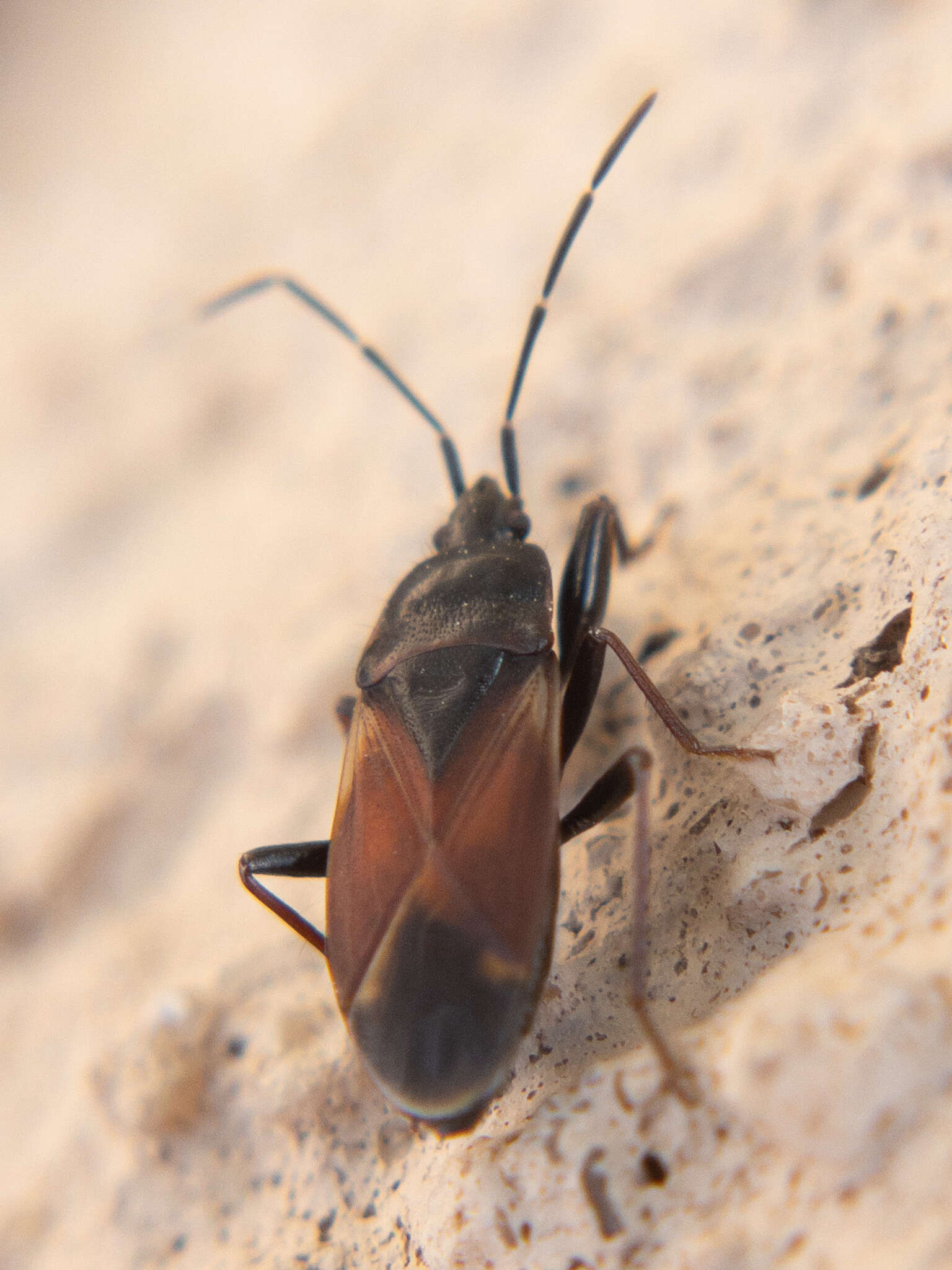 صورة Eremocoris depressus Barber & H. G. 1928