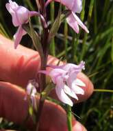 Image of Brownleea recurvata Sond.