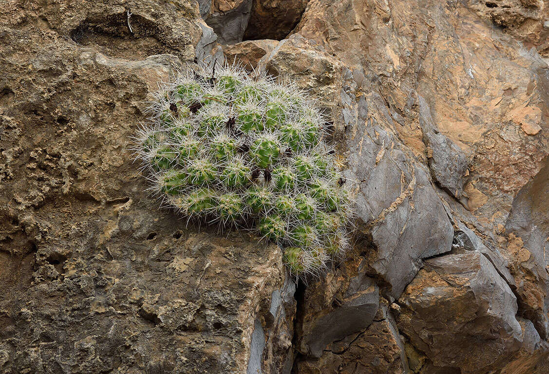 Image of Echinocereus parkeri subsp. parkeri