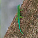 Image of La Digue Day Gecko