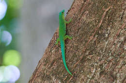 Слика од Phelsuma sundbergi Rendahl 1939