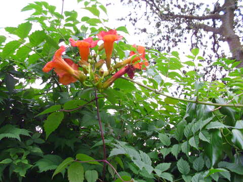 Image of trumpet creeper