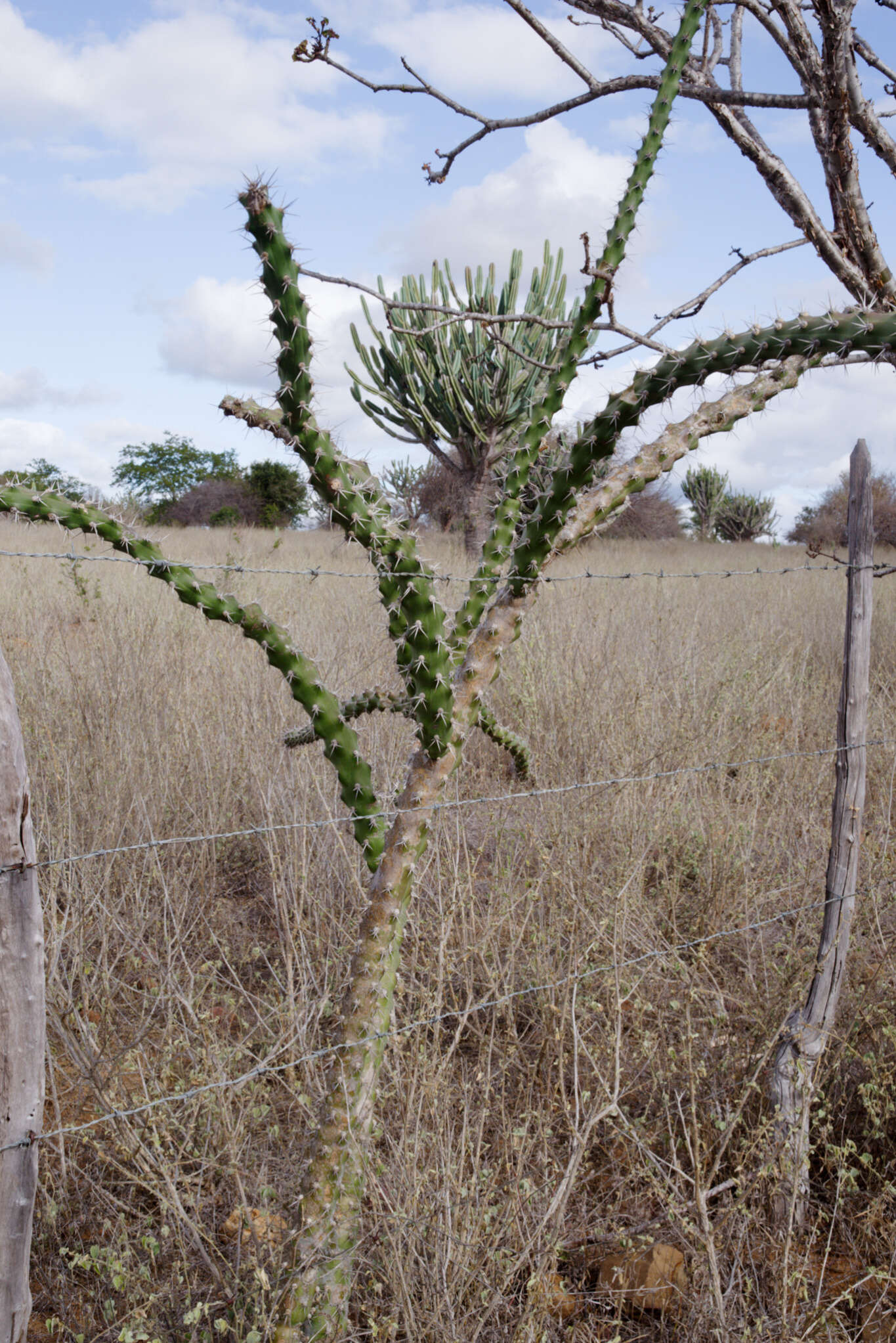 Image of Harrisia adscendens (Gürke) Britton & Rose