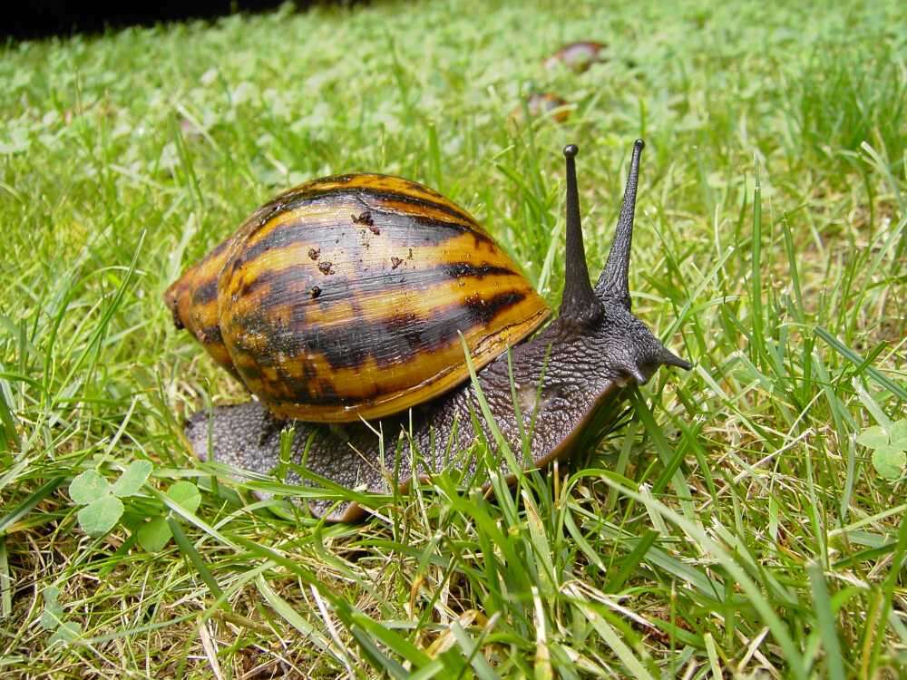 Image of giant Ghana tiger snail