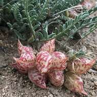 Image of freckled milkvetch