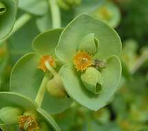 Image of sea spurge