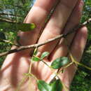 Sivun Vachellia choriophylla (Benth.) Seigler & Ebinger kuva