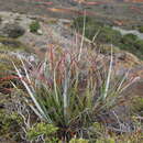 Image of Astelia banksii A. Cunn.